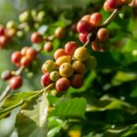 close-up photography of fruit